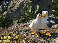 ʥ�Q������������3D�Ӯ��Ӱ����˹��ð�U�� �A��Ƭ�l��